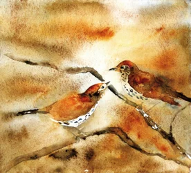 Oiseaux à l