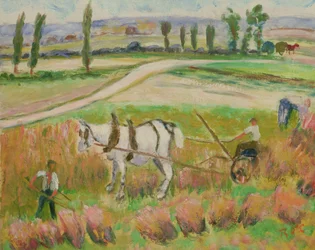 Récolte avec un cheval blanc