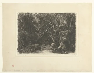 Paysage forestier avec ruisseau et arbres surplombants
