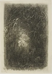Clairière dans la forêt