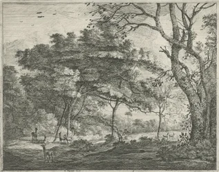 Cerfs dans la forêt de La Haye