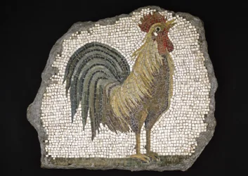 Coq