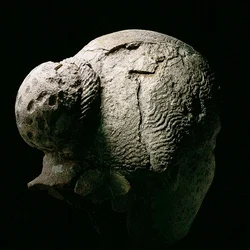 Vue arrière de la tête d