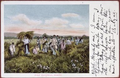 Carte postale représentant des paysans roumains récoltant, 1906