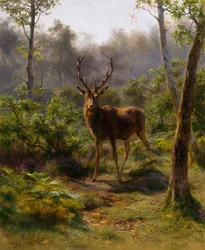 Un cerf