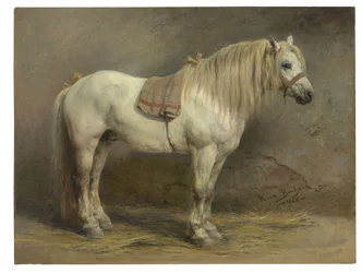 Un cheval blanc