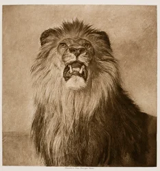 Lion rugissant
