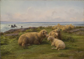 Moutons près de la mer