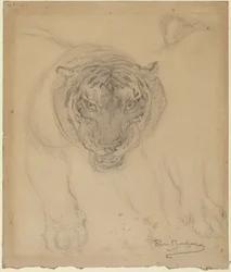 Tigre, avec esquisse de patte, verso : esquisse de tête de tigre