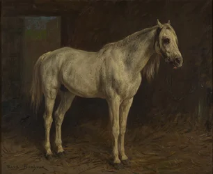 Cheval blanc