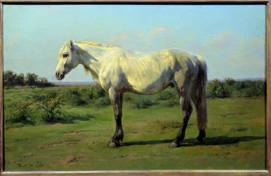 Cheval blanc dans un pré