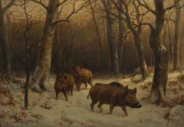 Sangliers dans la neige