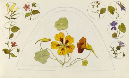 Dessins avec des capucines et d