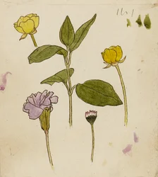 Étude de fleurs - bouton d