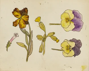 Étude de fleurs - pensée, giroflée