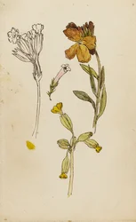 Étude de fleurs, giroflée et primevère
