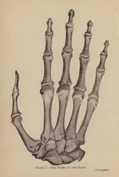 Les os de la main