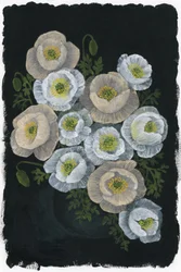 Élégantes fleurs de pavot
