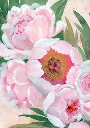 Fleurs de pivoine roses