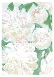 Pivoines blanches délicates
