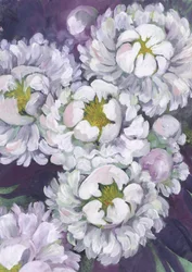 Fleurs de pivoine blanche