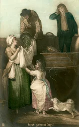 Pois fraîchement cueillis