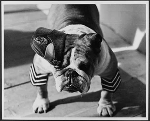 Un bouledogue en uniforme de la RAF, Pinewood Studios