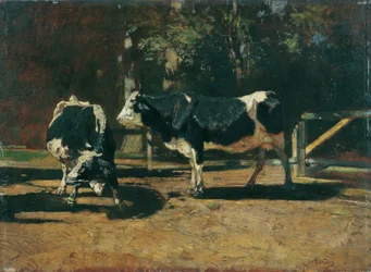Vaches au pâturage