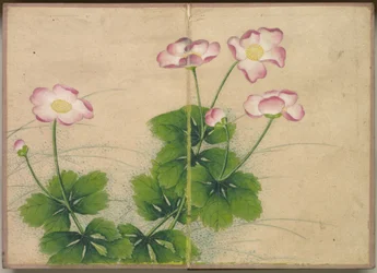 Flower and Bird Paintings (Mallow Flowers) / Album de table : Peintures de fleurs et d