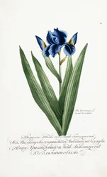 Iris germanica, 1797-1803