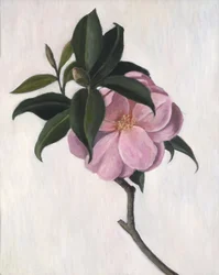 Camélia, 1998