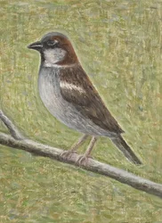 Moineau domestique, 2008