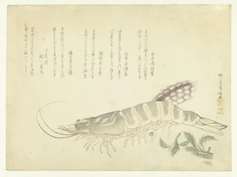 Écrevisse et seiche