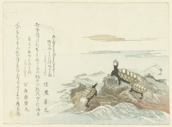 Tortues sur un rocher