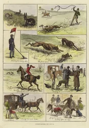Courses de lévriers