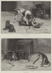 Chiens et nourriture