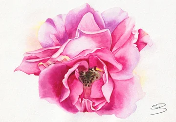 Rose rose en fleur