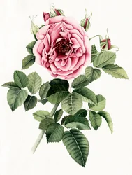 Rose rose en fleur