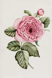 Rose rose botanique