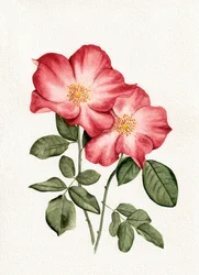 Roses roses botaniques