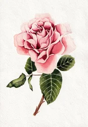 Élégante rose rose épanouie