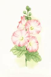 Aquarelle de roses trémières