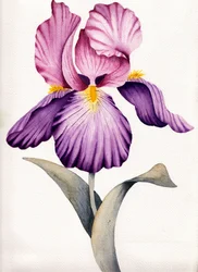 Iris violet éclatant