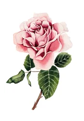 Aquarelle « Rose rose »