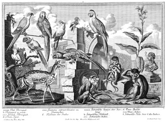 Perroquets et singes