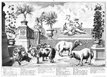 Moutons