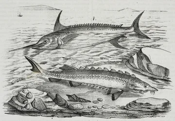 1 Espadon (Xiphias gladius), 2 Esturgeon (Acipenser sturio), lithographie de Salvatore Puglia de Poliorama Pittoresco, n 10, 16 octobre