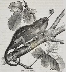 Caméléon africain, lithographie de Salvatore Puglia de Poliorama Pittoresco, n 30, 4 mars