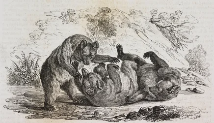 Ours des Asturies, Espagne, lithographie de Salvatore Puglia de Poliorama Pittoresco, n 9, 7 octobre
