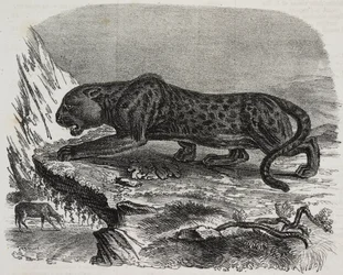Panthère noire au Jardin des Plantes, jardin botanique de Paris, France, lithographie de Salvatore Puglia de Poliorama Pittoresco, n 26, 4 février